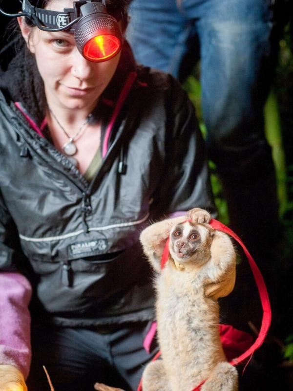Eloge des animaux lents