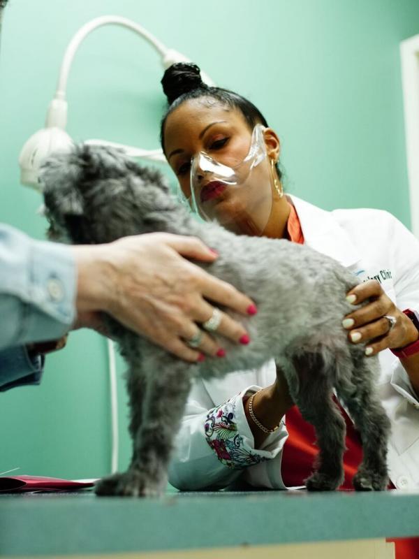 Dr. Joya, véto et dermato