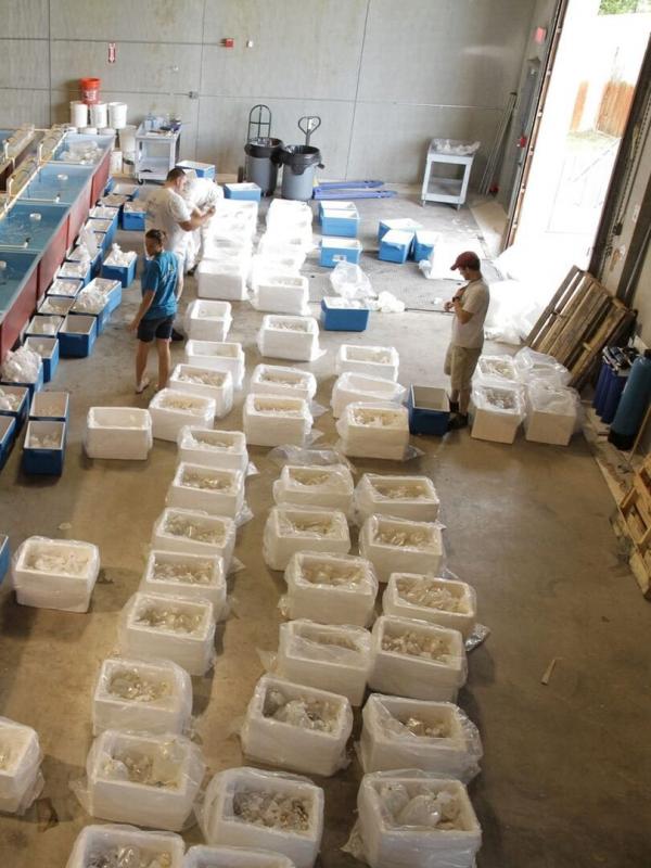 Les rois des aquariums