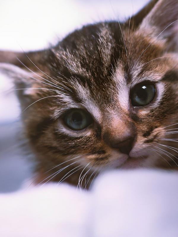 Chiens et chats sans collier