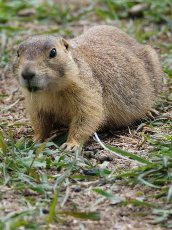 La dynastie des chiens de prairie