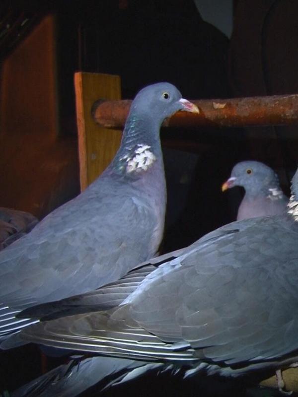 Passionnément palombes