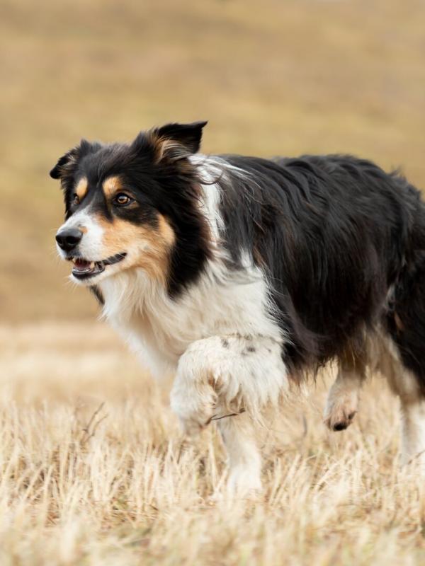 Chiens de berger : l'art de diriger