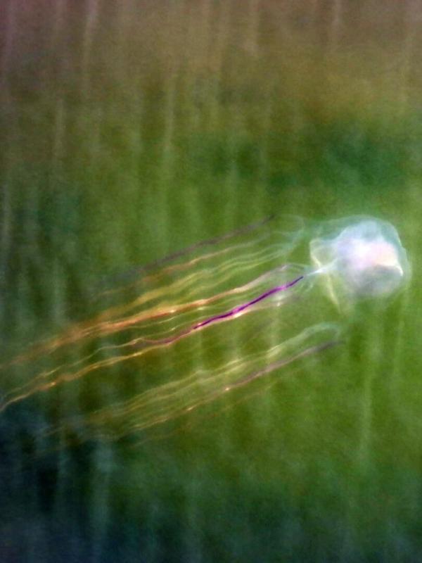 Les prédateurs de la Grande Barrière de corail