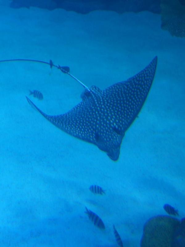 Les trésors de l'océan