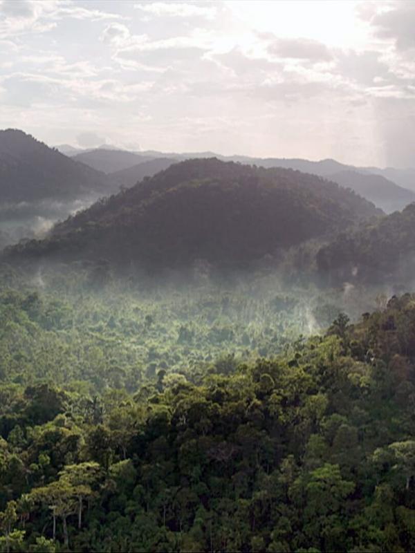 Sur la piste du jaguar au Guyana