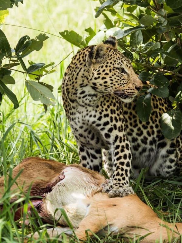 Prédateurs et proies, un équilibre fragile