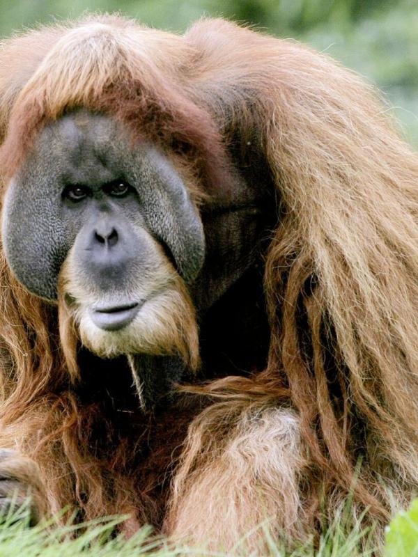 Elefant, Tiger & Co.