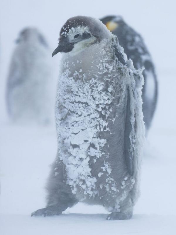 Les secrets des manchots