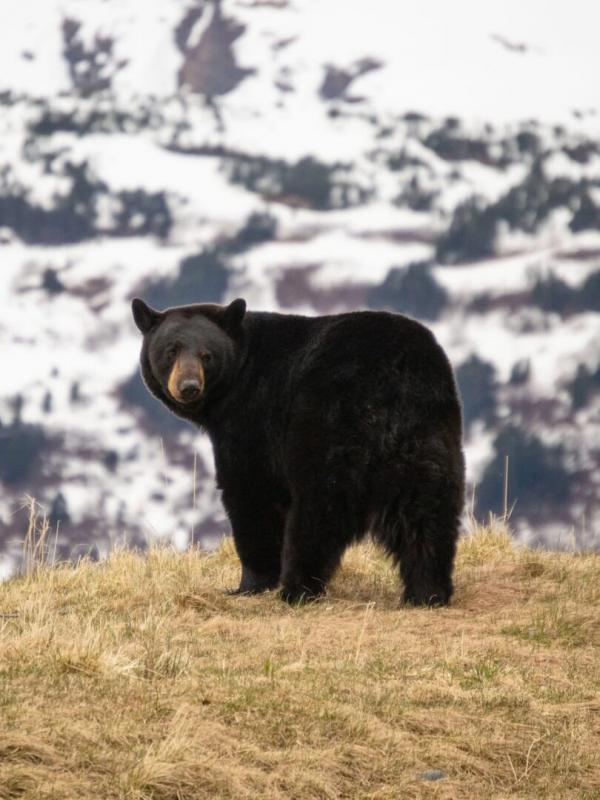 Québec à vol d'oiseau