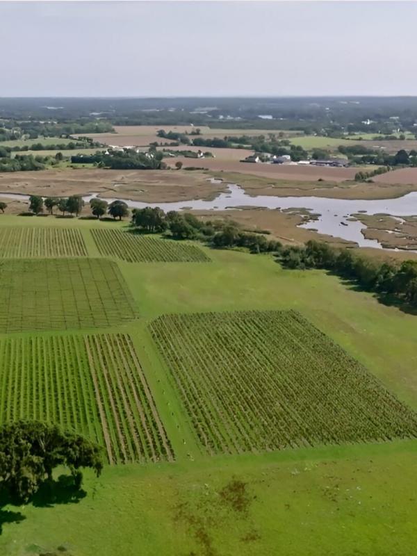 Vins bretons, la nouvelle conquête de l'ouest