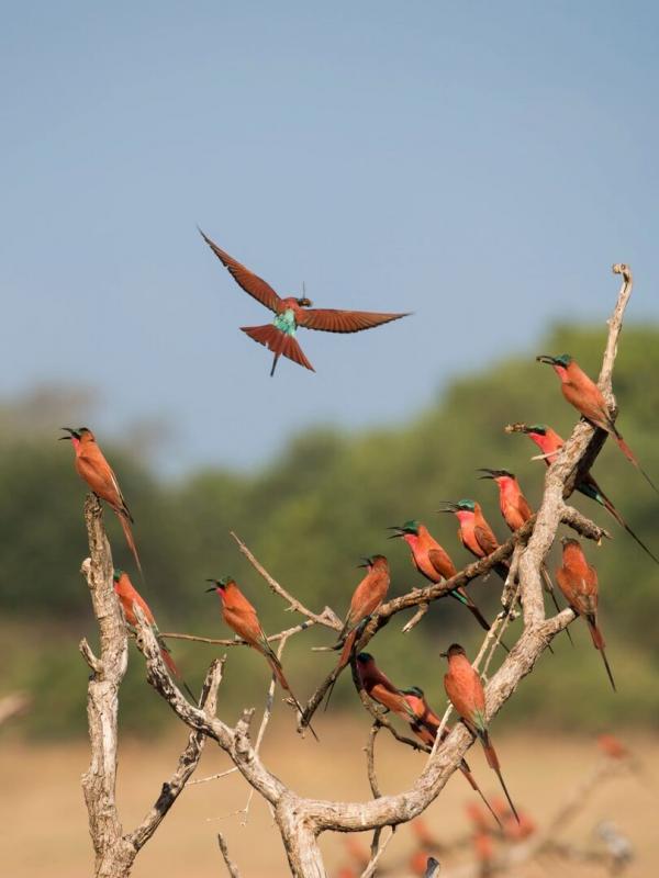 Les derniers paradis sauvages