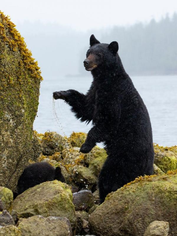 Une planète, sept mondes sauvages