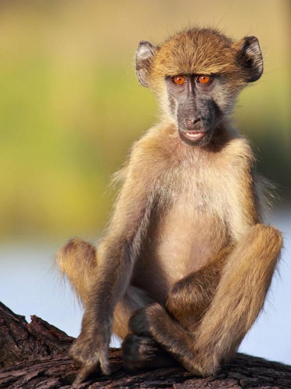 Refuges pour animaux sauvages