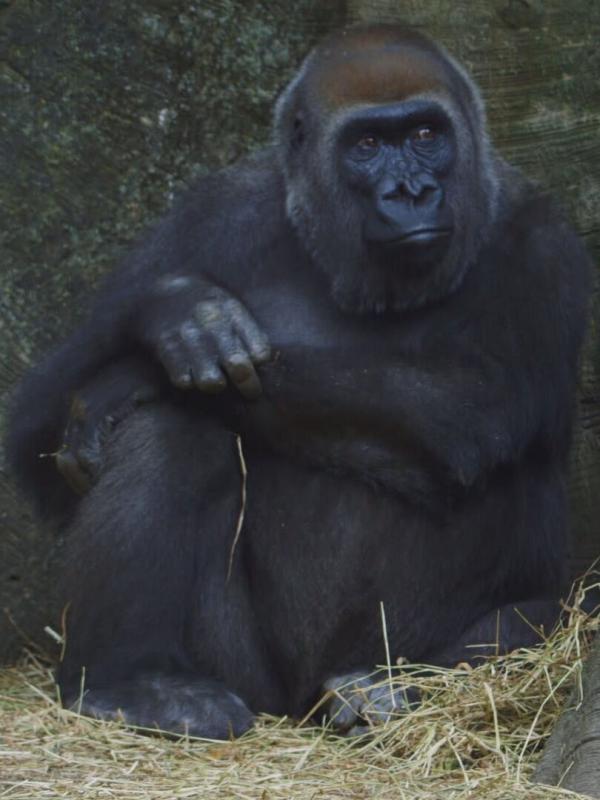 Au coeur du zoo de New York