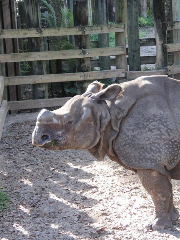 Au coeur du zoo : Tampa