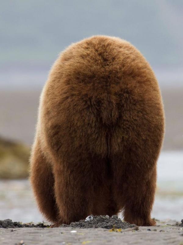 Great Bear Stakeout