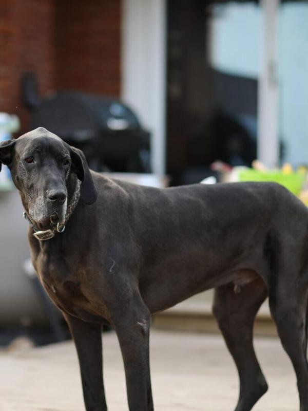 L'Incroyable ferme des Pols