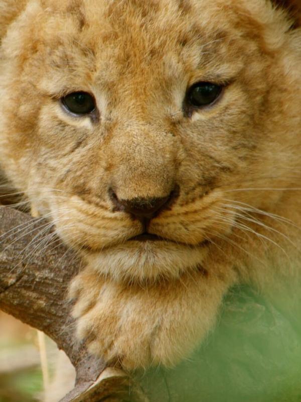 L'Afrique à l'état sauvage