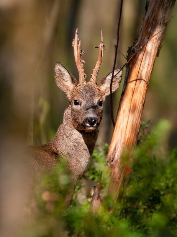 Cuisine de chasseur