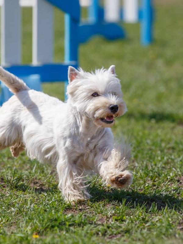 The Pet Show