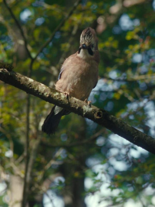 Les mystérieuses aventures de Claude Conseil