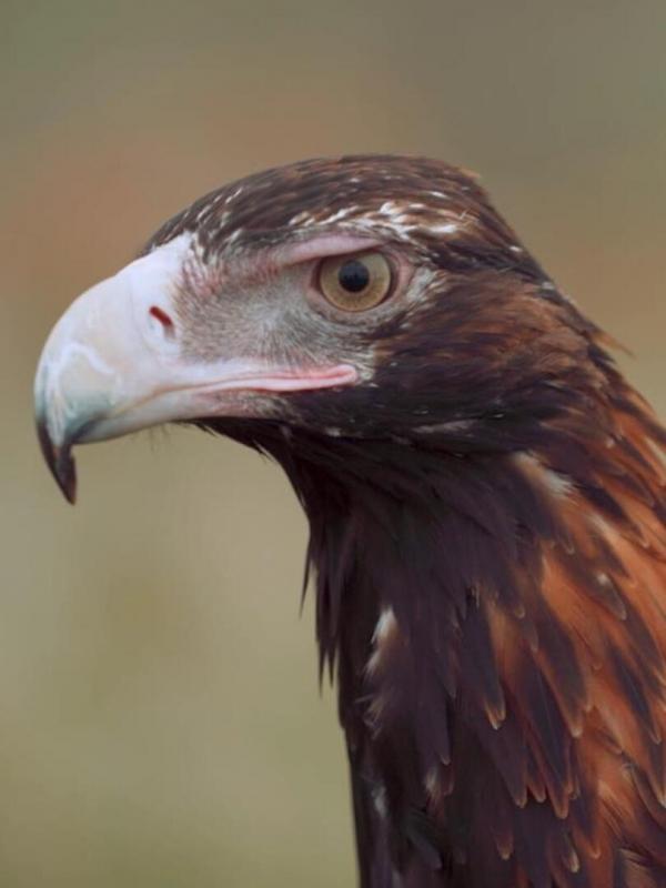 Champion de la survie