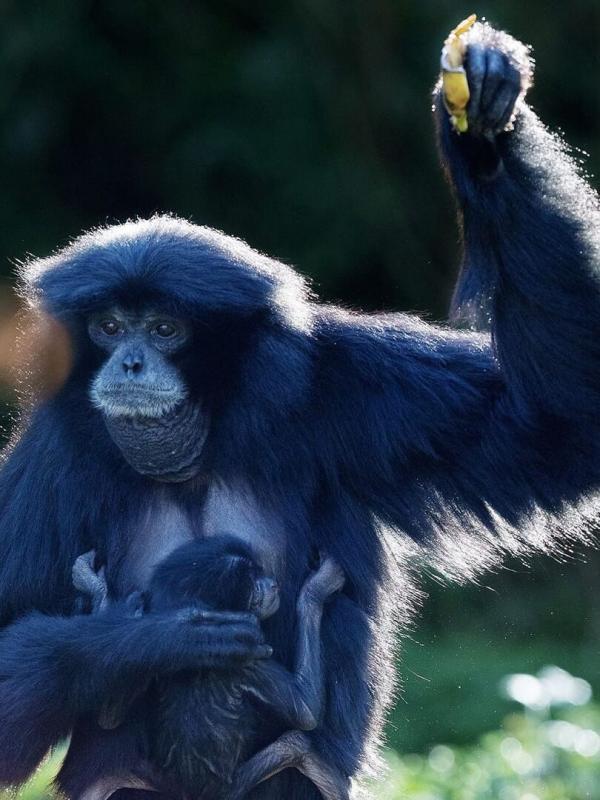 Dublin Zoo