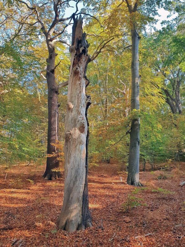 Voyage au coeur de nos forêts
