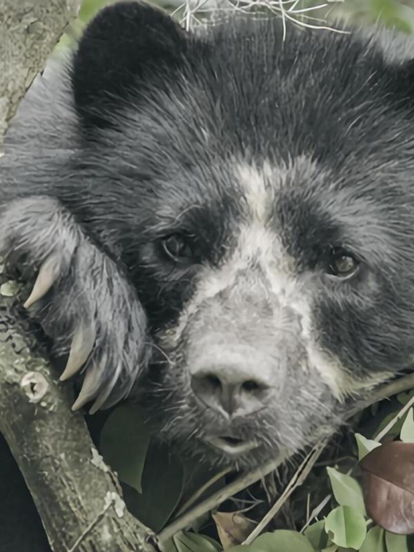 La vie secrète de l'ours à lunettes