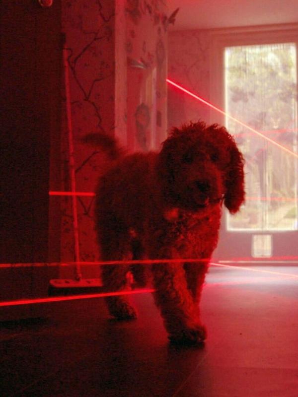 Waffel de wonderhond S1 E14