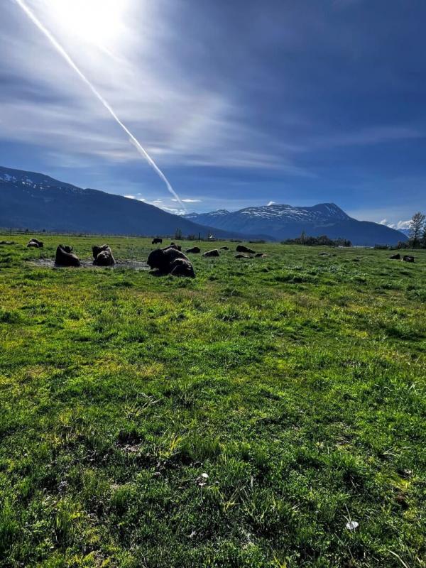Fièvre climatique en Arctique