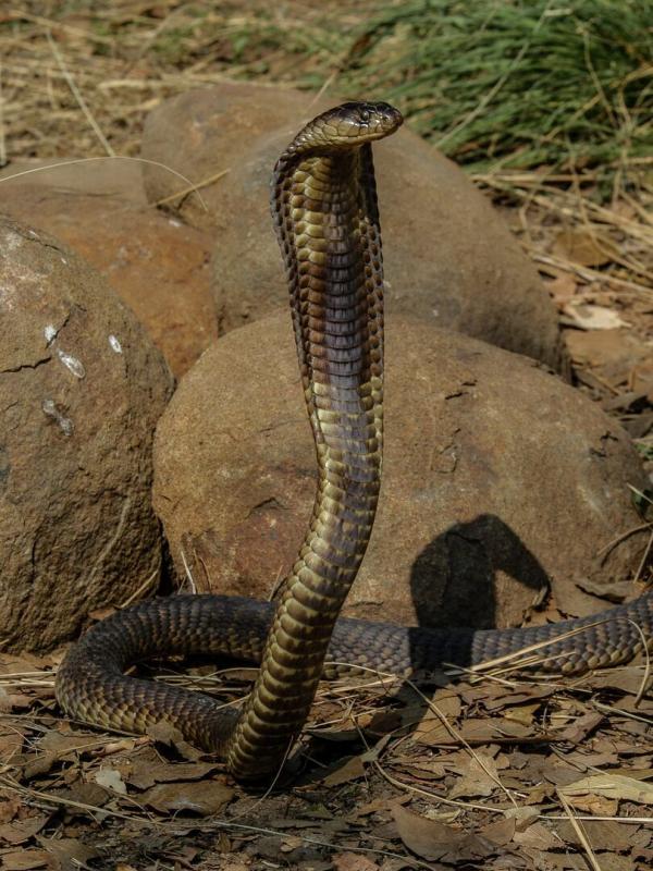 Afrique: à la vie, à la mort