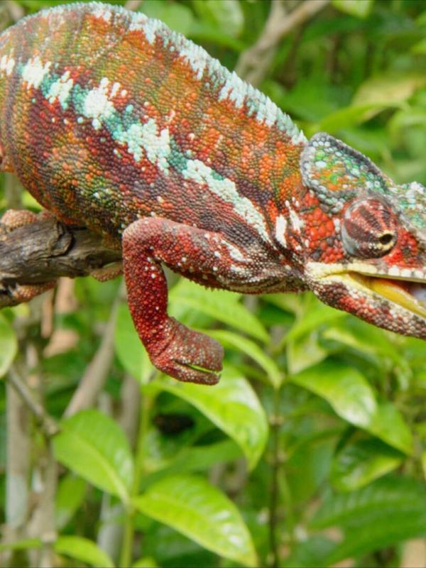Les Zarbis à Madagascar