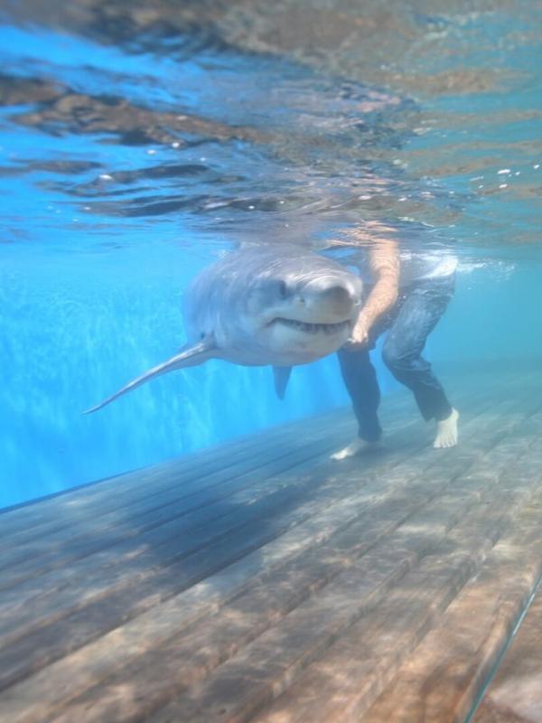 Les rois des aquariums