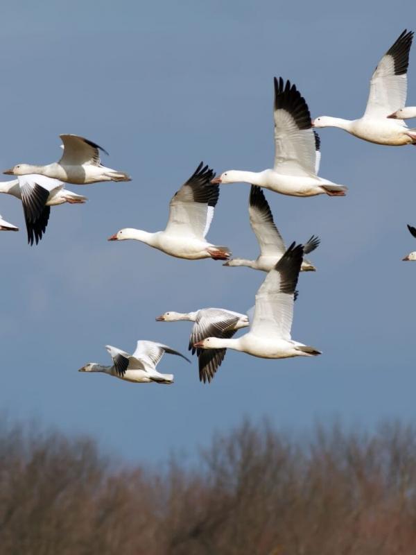 Québec à vol d'oiseau