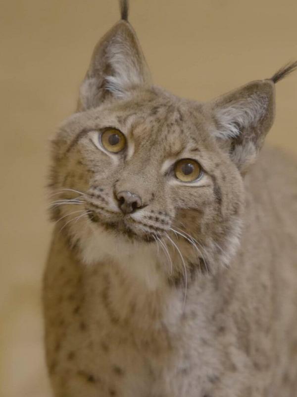 A la lisière, Lorane et le lynx boréal