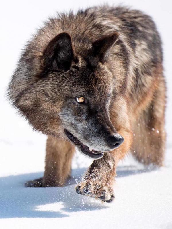 Destination Wild : La louve de Yellowstone