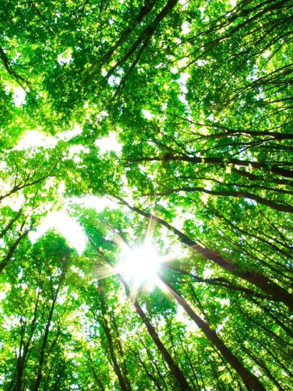 Jardins d'ici et d'ailleurs