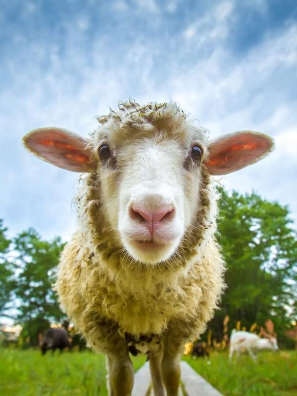 Lena's dieren