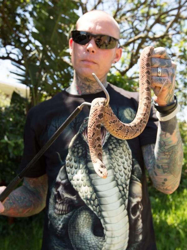 Snakes In the City Compilations