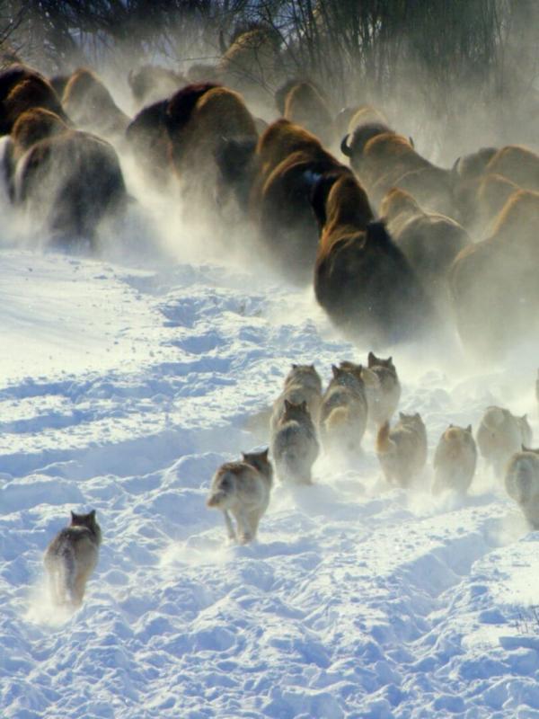 Prédateurs et proies, un équilibre fragile