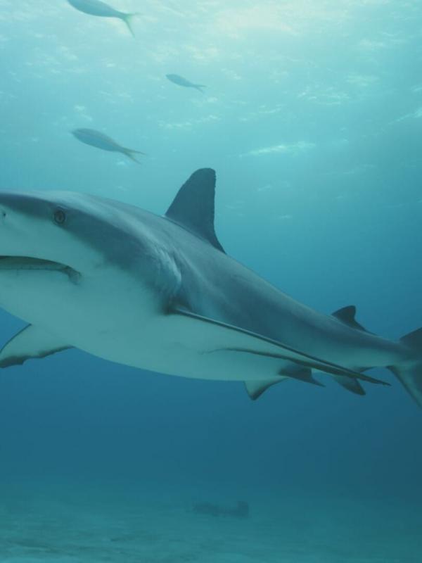 Investigation Shark Attack