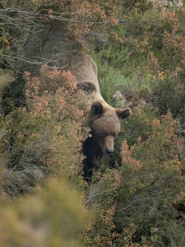 Ours, simplement sauvage