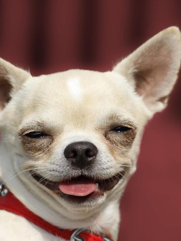 Le grand bêtisier des animaux