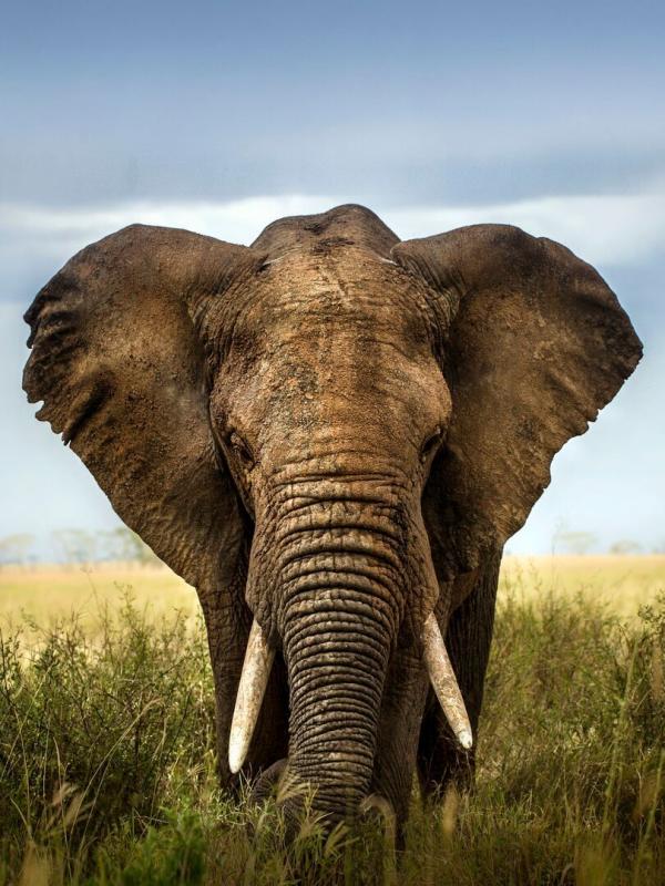 Kenya : les gardiens de la savane