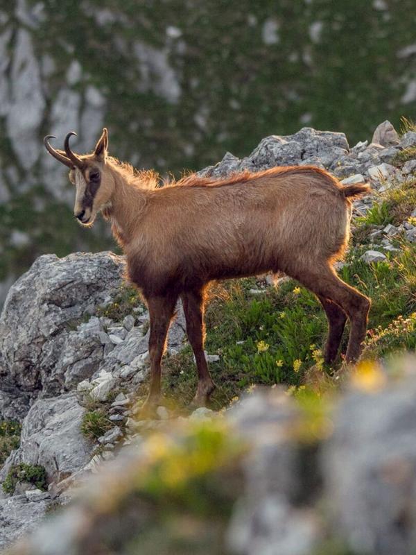 Au coeur des Préalpes autrichiennes : Le massif Mort