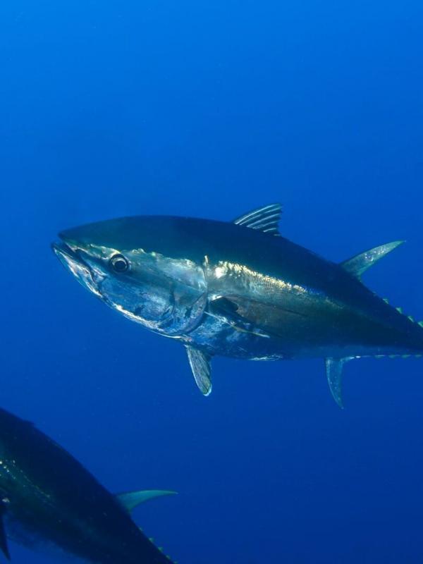 Fish Forever
