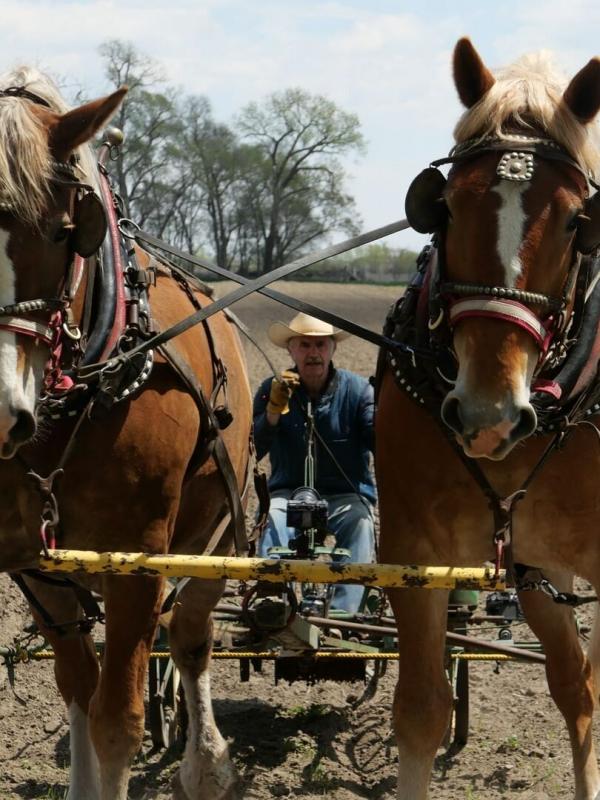 Les Vétérinaires du Midwest