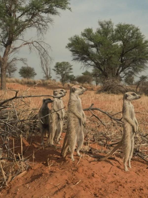 Le clan des suricates, nouvelle génération